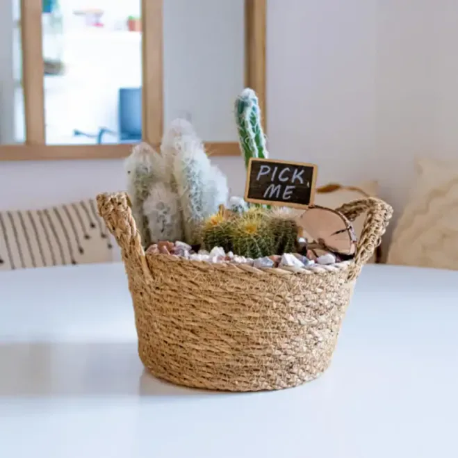 Comprar Gobi en Barcelona | Plantas