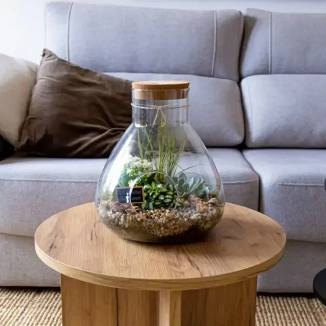 Comprar Terrario Senegal en Barcelona | Plantas