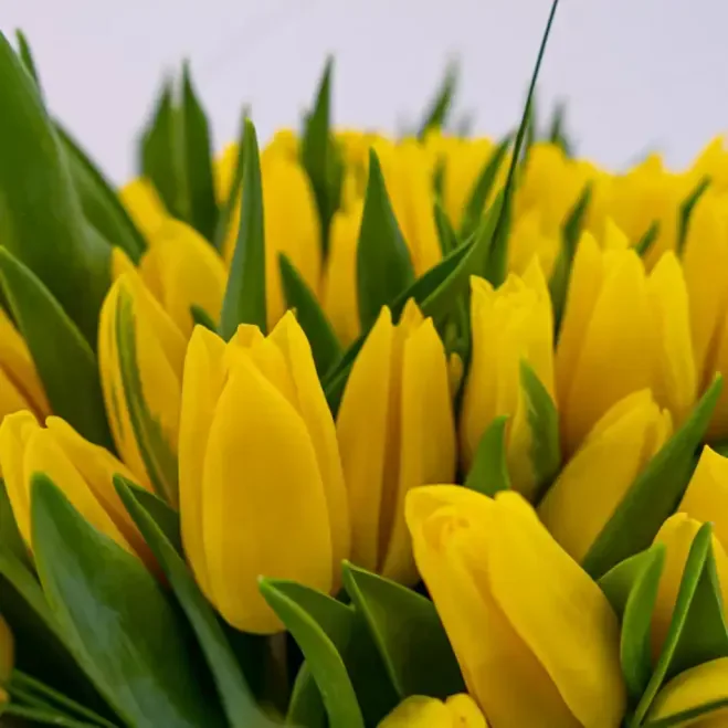 Compra Ram de 101 Tulipans en Base de Vidre a Barcelona | Flors