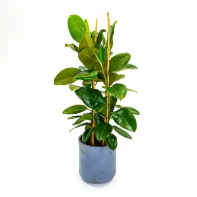 Ficus Robusta