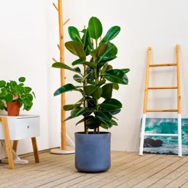 Ficus Robusta 2