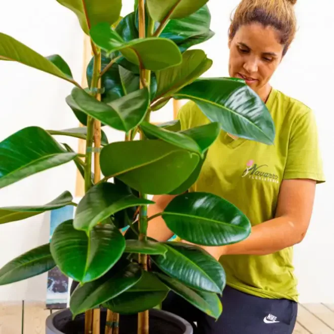 Compra Ficus Robusta a Barcelona | Plantes