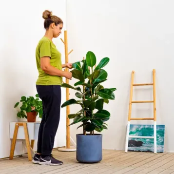 Ficus Robusta