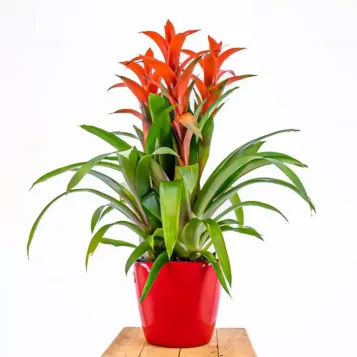 Enviar Guzmania hoy  a Barcelona |Flores Navarro