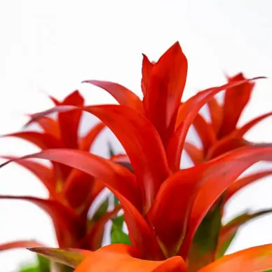 Comprar guzmania en Barcelona | Flores Navarro 2