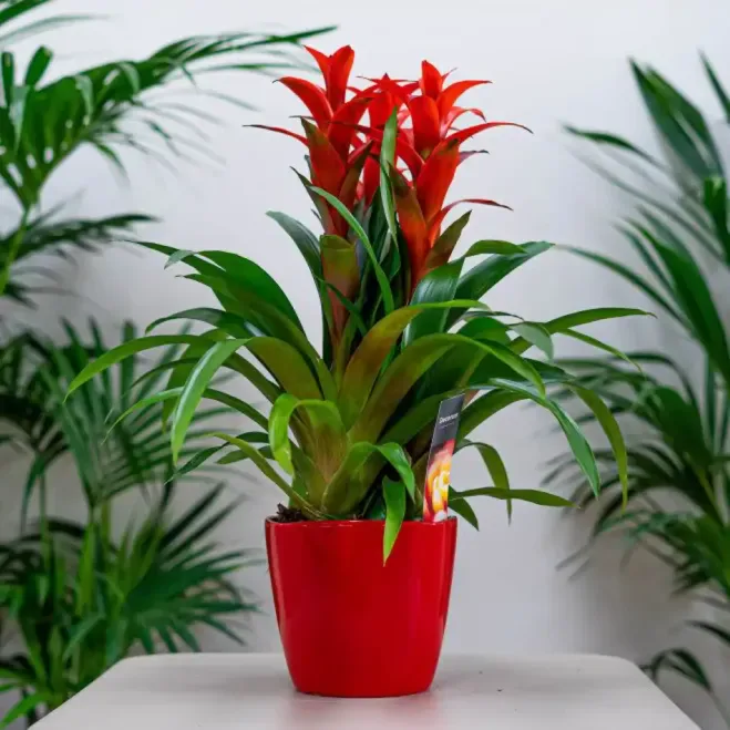 Enviar Guzmania hoy  a Barcelona |Flores Navarro