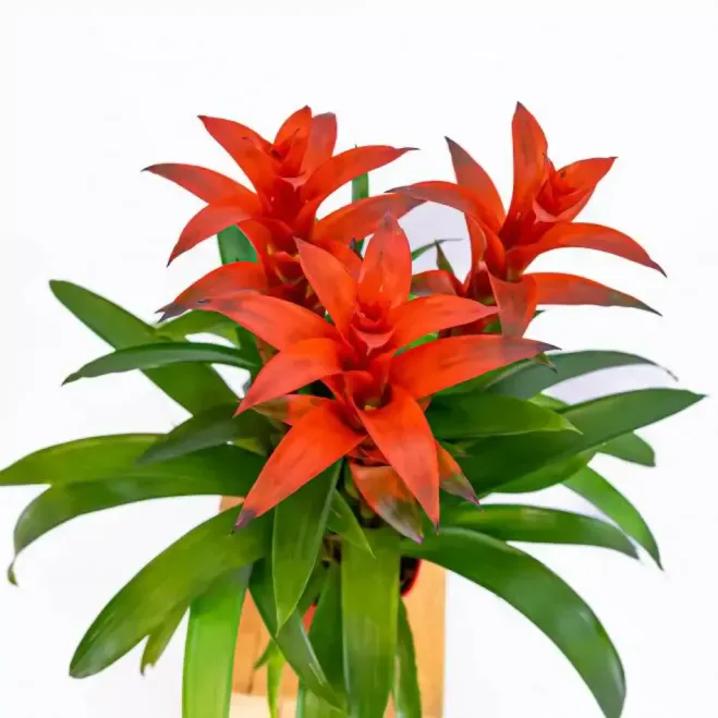 Enviar Guzmania hoy  a Barcelona |Flores Navarro