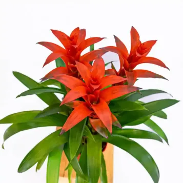 Enviar Guzmania hoy  a Barcelona |Flores Navarro