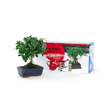 Comprar kit iniciación Bonsaís Barcelona |Flores Navarro 2