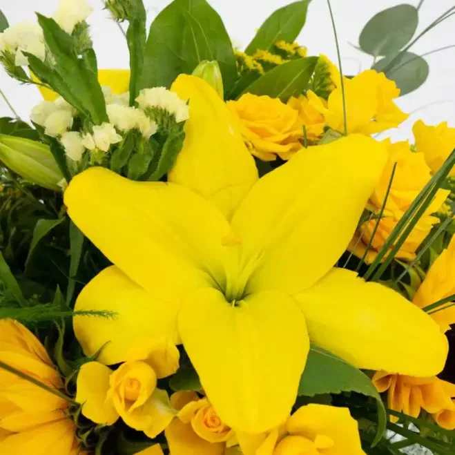 Compra Minigerro Silvestre Tons Grocs a Barcelona | Flors