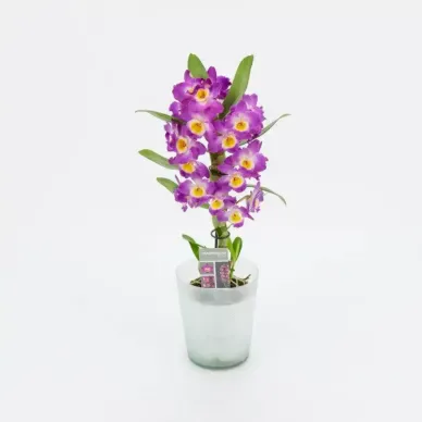 Comprar Dendrobium en  Barcelona | Envío a domicilio 2