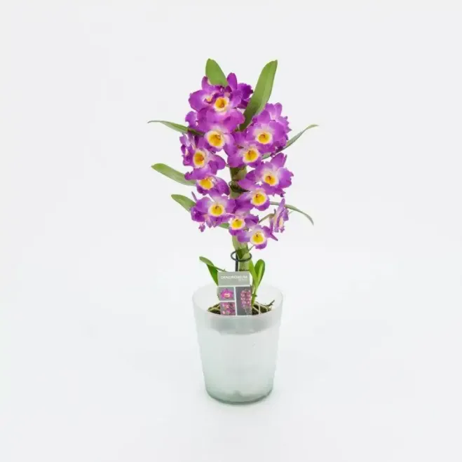 Comprar Dendrobium en  Barcelona | Envío a domicilio