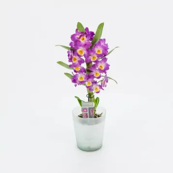 Comprar Dendrobium en  Barcelona | Envío a domicilio