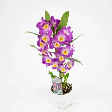 Comprar Dendrobium en  Barcelona | Envío a domicilio
