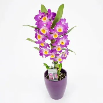 Comprar Dendrobium en  Barcelona | Envío a domicilio