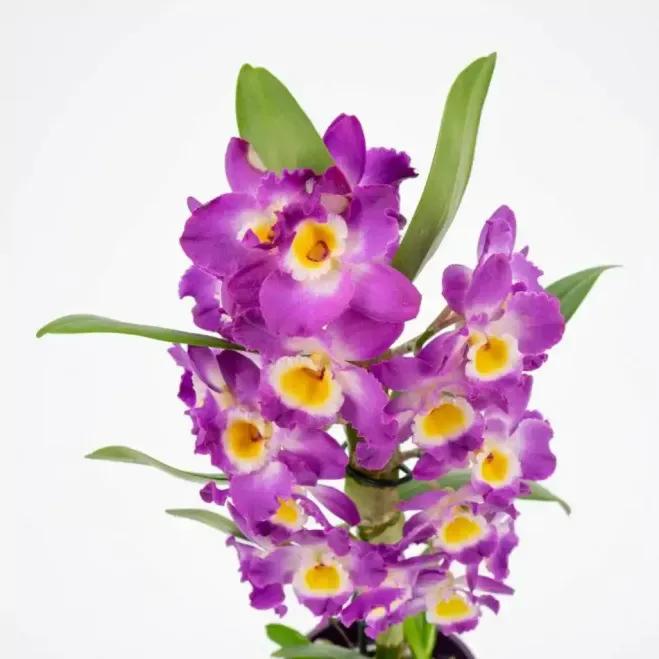 Comprar Dendrobium en  Barcelona | Envío a domicilio