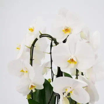Comprar Cascada de phalaenopsis en  Barcelona | Envío a domicilio