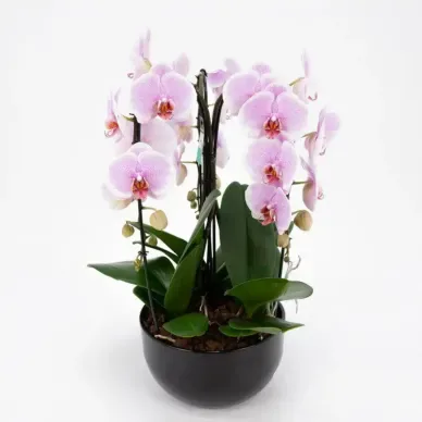 Comprar Cascada de phalaenopsis en  Barcelona | Envío a domicilio 2