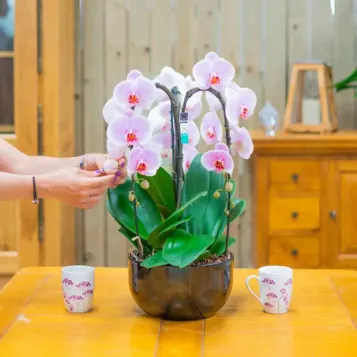 Comprar Cascada de phalaenopsis en  Barcelona | Envío a domicilio
