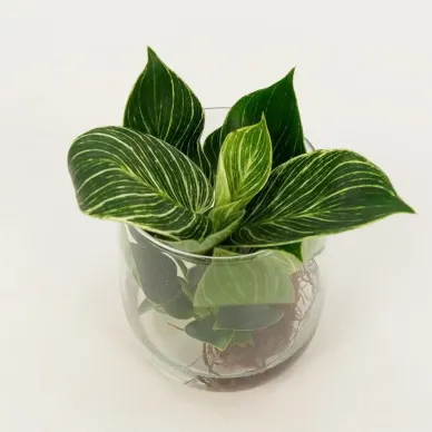Comprar Philodendro aquàtic a Barcelona | Flors Navarro