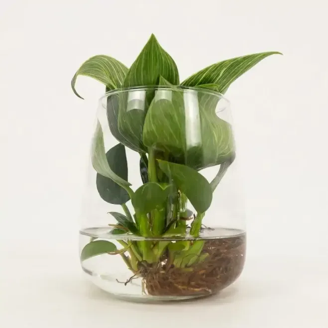 Comprar Philodendro aquàtic a Barcelona | Flors Navarro