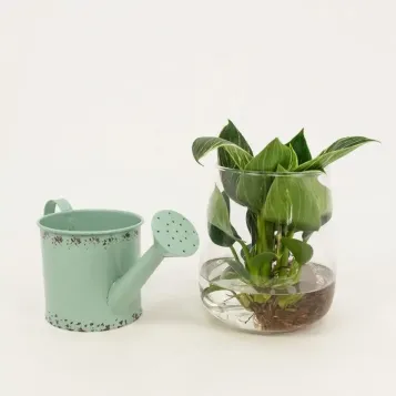 Comprar Philodendro acuático en Barcelona | Flores Navarro