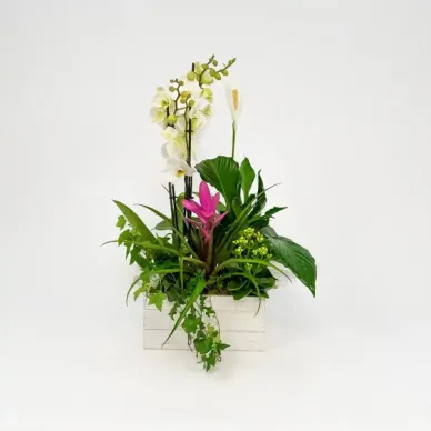 Grupo de plantas Turanika