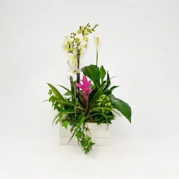 Grupo de plantas Turanika