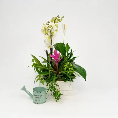 Grupo de plantas Turanika 2