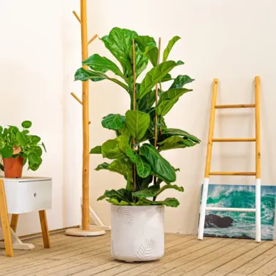 Comprar Ficus lyrata en Barcelona | Plantas interior 2