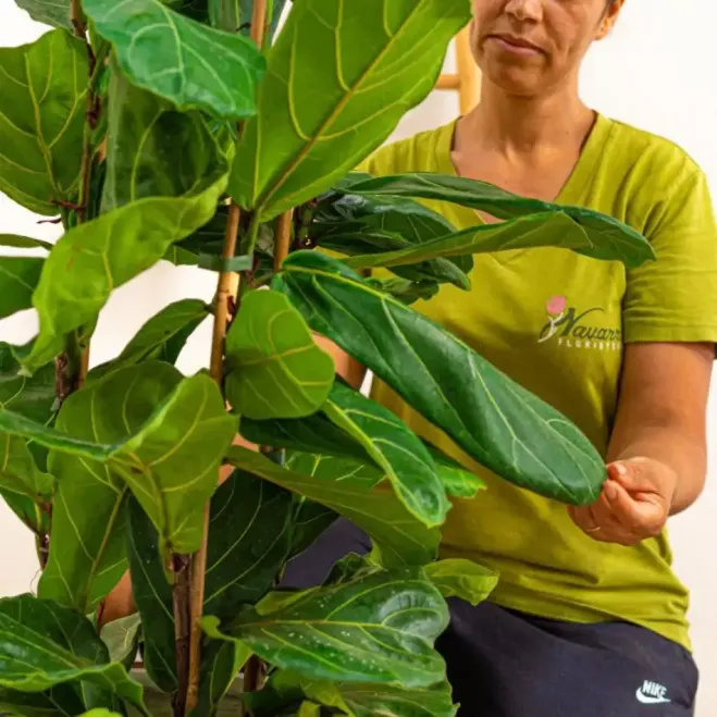 Comprar Ficus lyrata a Barcelona | Interior