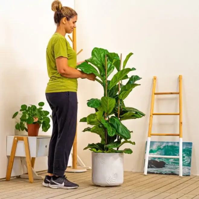 Comprar Ficus lyrata a Barcelona | Interior