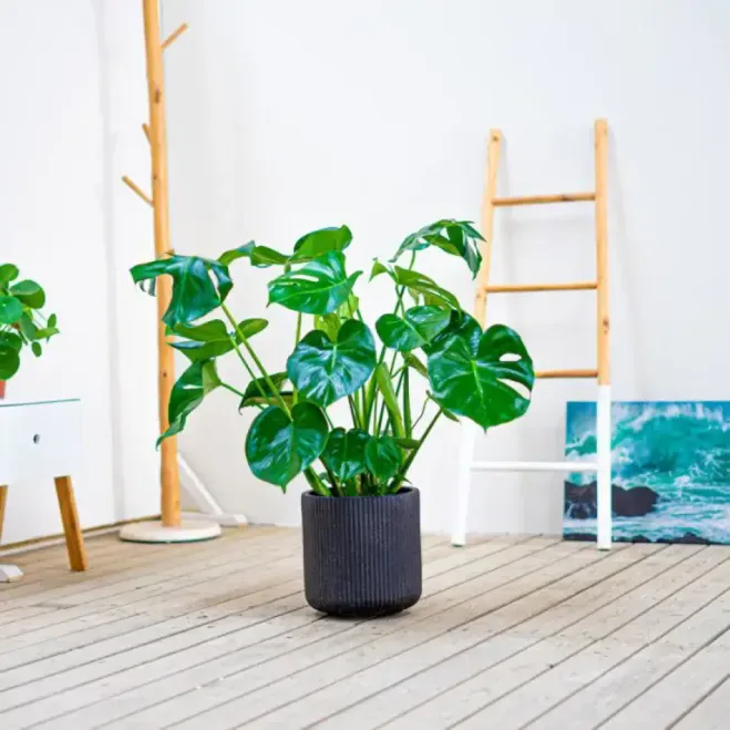 Comprar Monstera a Barcelona | Flors Navarro
