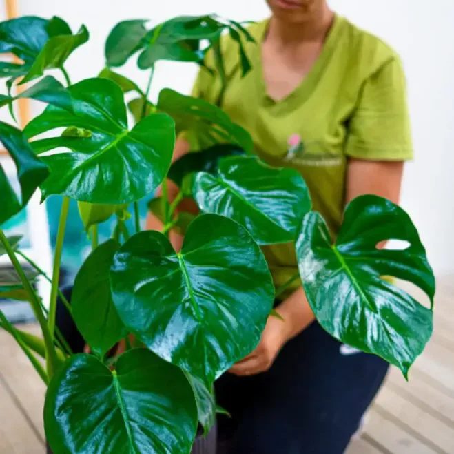 Comprar Monstera a Barcelona | Flors Navarro
