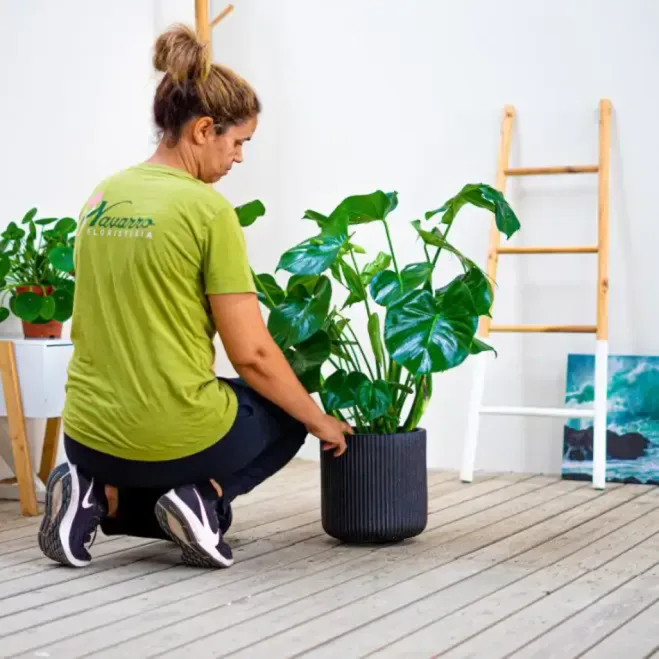 Comprar Monstera a Barcelona | Flors Navarro