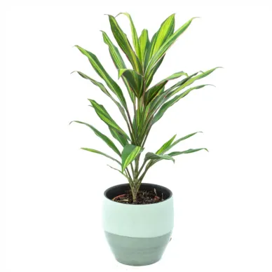 Comprar Cordelyne verde en Barcelona | Flores Navarro 2
