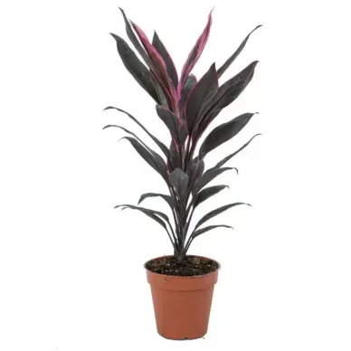Comprar Cordyline verd a Barcelona | Flors Navarro 2
