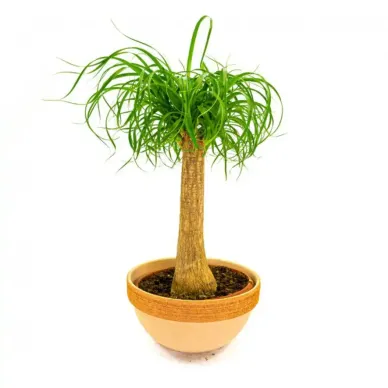 Comprar Beaucarnea en Barcelona | Flores Navarro 2