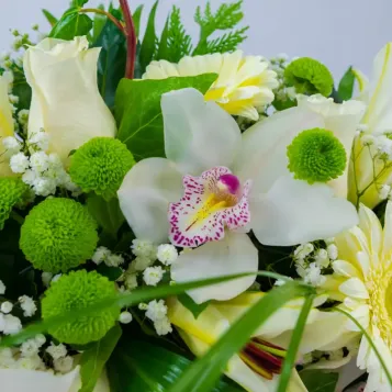 Comprar Coronita flor blanca en Barcelona | Inicio