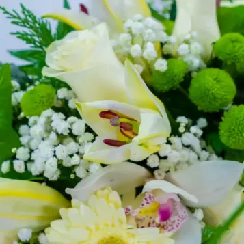 Comprar Coroneta flor blanca a Barcelona | Inici
