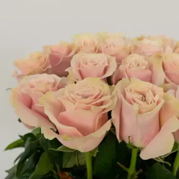 Comprar Vertical de 20 Rosas en Barcelona | Centros de Flores