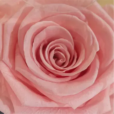 Comprar Tallo de Rosa Preservada en Barcelona | Flores Artificiales o Liofilizadas 2