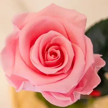Comprar Cúpula de Rosa Liofilizada en Barcelona | Flores Artificiales o Liofilizadas