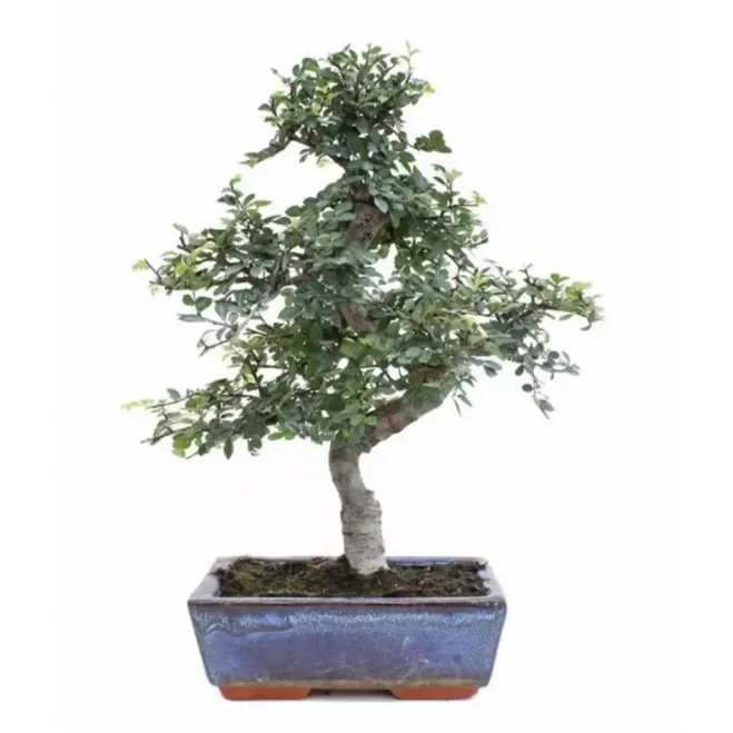 Comprar Bonsái Zelkova en Barcelona | Bonsáis