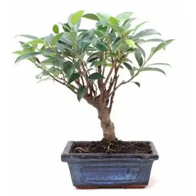 Comprar Ficus Retusa en Barcelona | Bonsáis