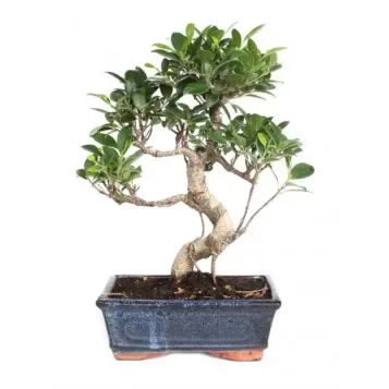 Comprar Ficus Retusa en Barcelona | Bonsáis