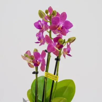Comprar Mini Phaleanopsis en Barcelona | Orquídeas 2