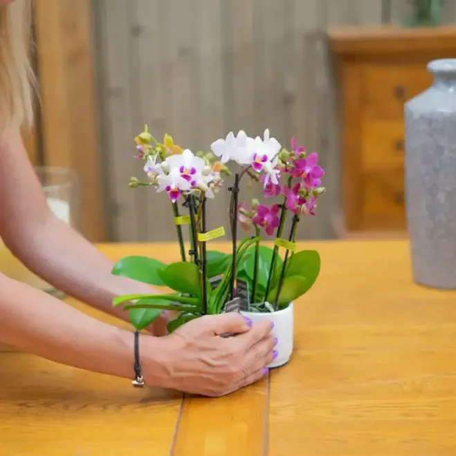 Comprar Mini Phaleanopsis en Barcelona | Orquídeas