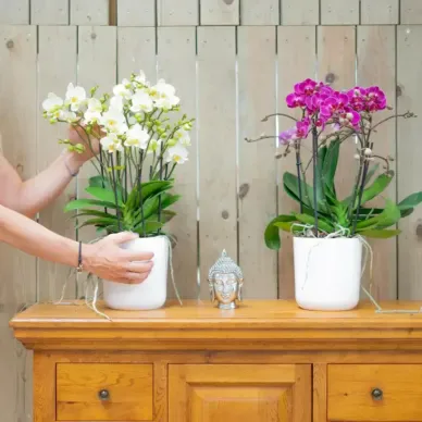 Comprar Mini Phaleanopsis con base Cerámica en Barcelona | Orquídeas 2