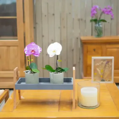 Comprar Phaleanopsis XXL1 Flor en Barcelona | Orquídias